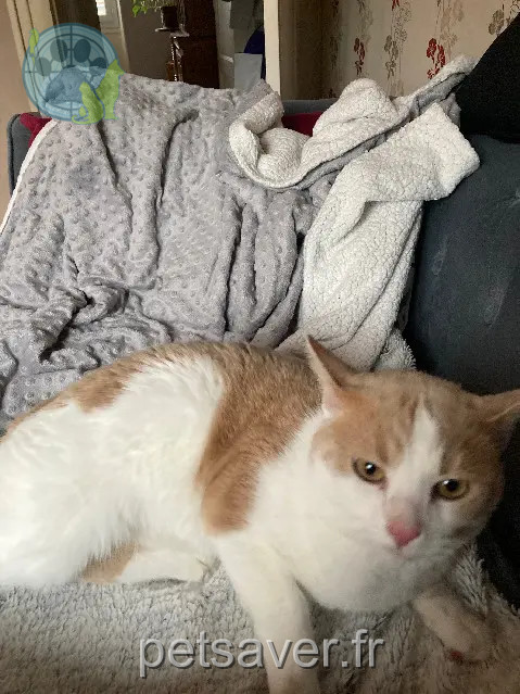 chat retrouvé 22 Rue des Fossés 89480 Coulanges-sur-Yonne Ramsès chat reunited 22 Rue des Fossés 89480 Coulanges-sur-Yonne Ramsès