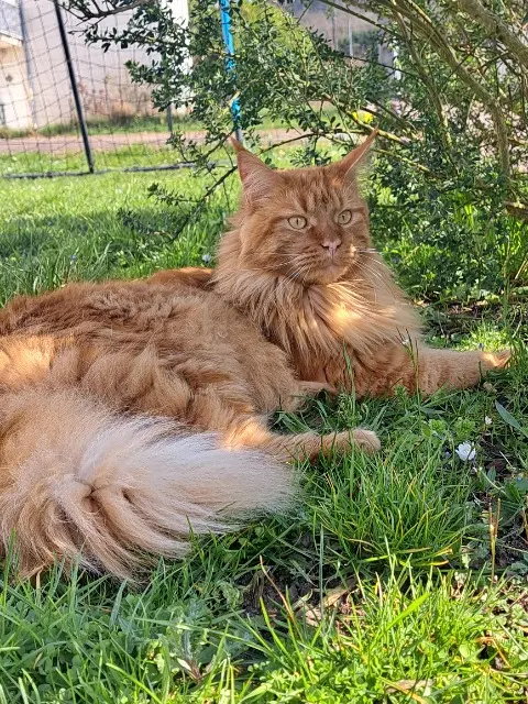 chat reunited   89530 Saint-Bris-le-Vineux Ron