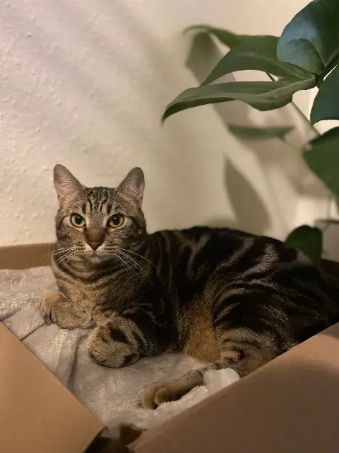 chat reunited   89000 Auxerre Tigrou
