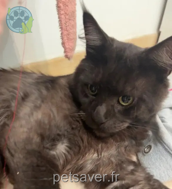 chat reunited   89140 Évry Ulys