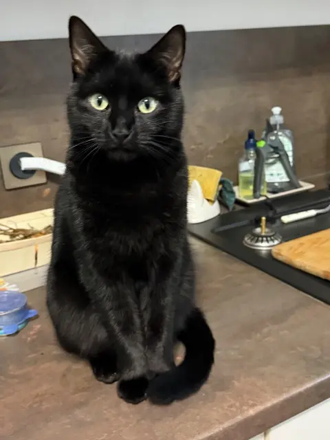 chat reunited   89130 Toucy Venus