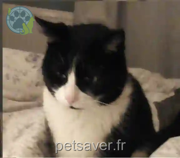 Chat Trouvé 89 Yonne - Ziggy Chat Trouvé 89 Yonne - Ziggy