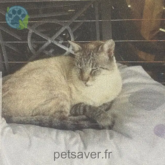 chat reunited 90400 Danjoutin Caramel