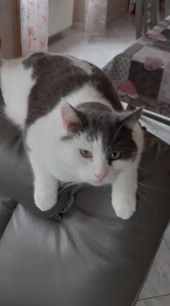 chat reunited   90600 Grandvillars Cha mallow