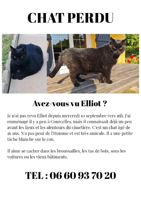 chat reunited   90100 Courcelles Elliot