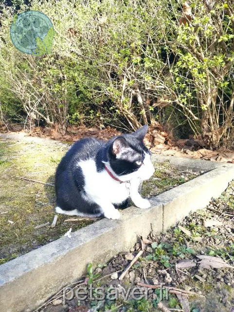 chat reunited 90000 Belfort Fénix
