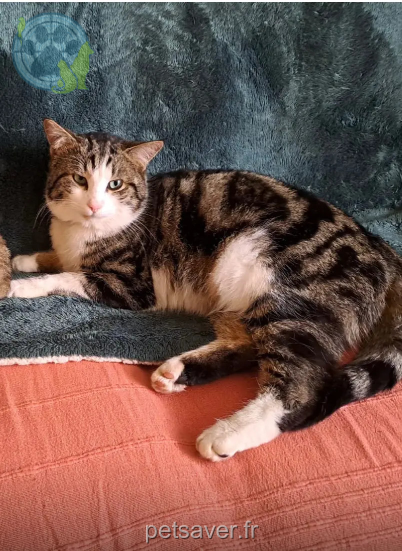 gatto ritrovato 37 Grande Rue 90160 Pérouse Gaston gatto reunited 37 Grande Rue 90160 Pérouse Gaston
