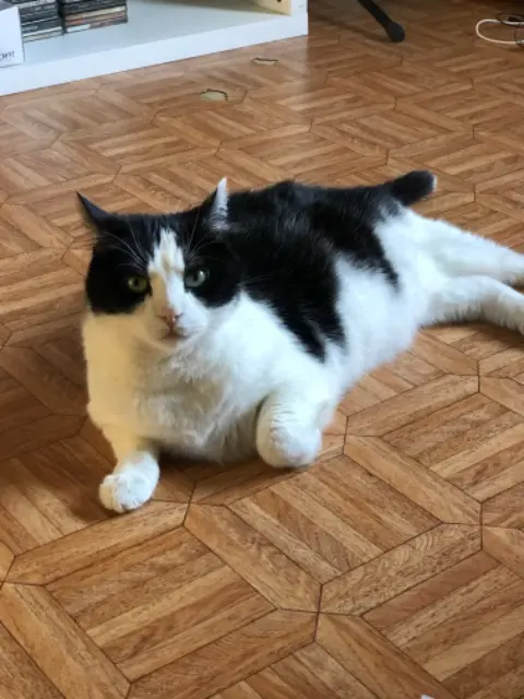 chat reunited   90130 Montreux-Château Iron