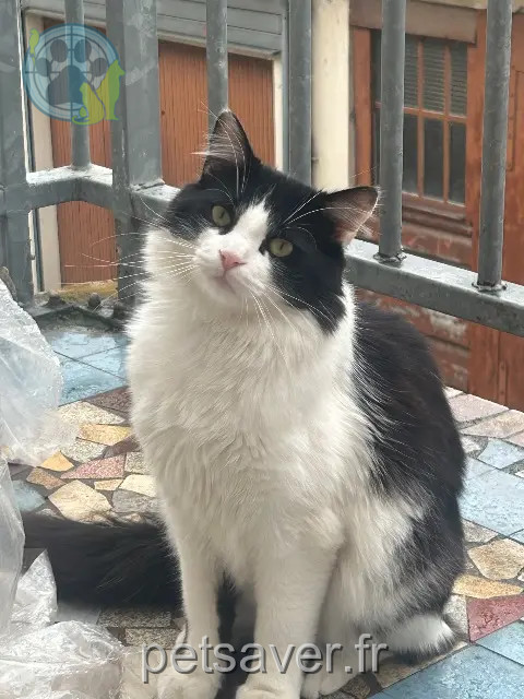 chat reunited   90000 Belfort Kalash