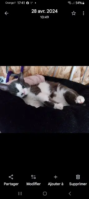 chat reunited   90100 Suarce Roméo