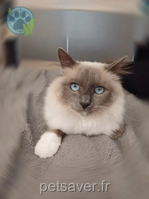 gato reunited   90500 Beaucourt Sunny