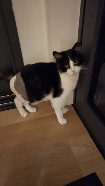 chat reunited   90500 Beaucourt Taz