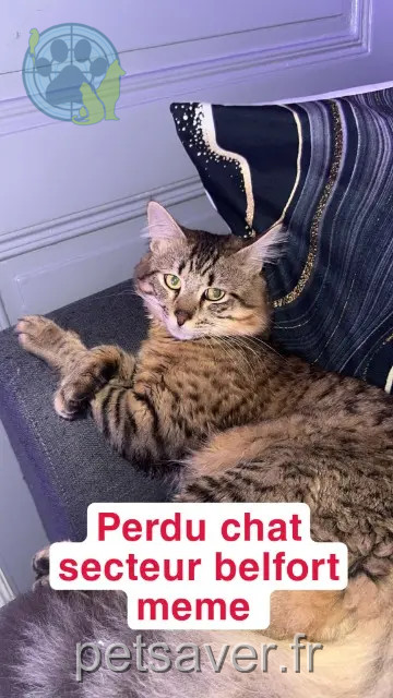 chat reunited 90000 Belfort Willi