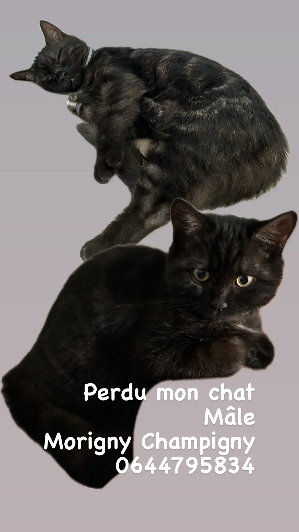 Chat Trouvé 91 Essonne Chat Trouvé 91 Essonne