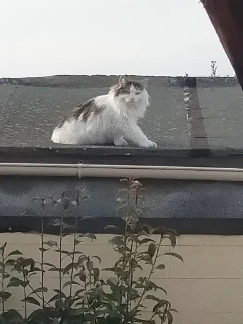 chat reunited   91350 Grigny Abied