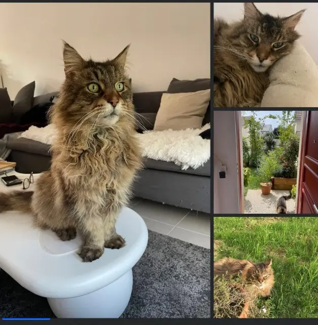 chat reunited   91470 Limours Aslan