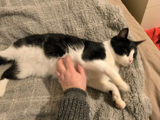 chat reunited   91150 Morigny-Champigny Athos