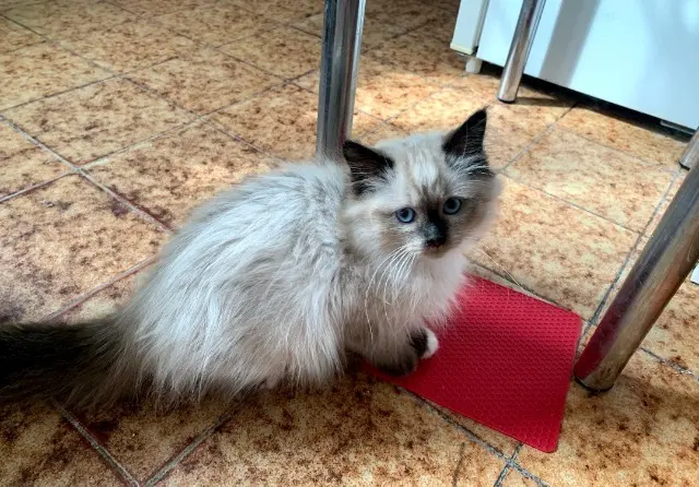 chat reunited   91270 Vigneux-sur-Seine Atos
