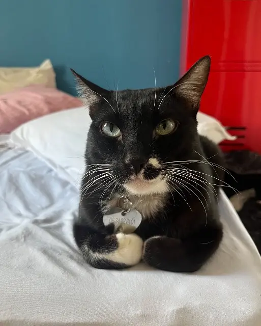 chat reunited   91700 Sainte-Geneviève-des-Bois Bagueera