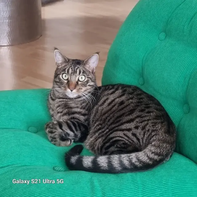 chat reunited   91200 Athis-Mons Baldur