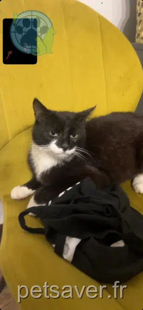 gatto reunited 91760 Itteville Banzaï