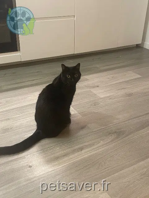 chat reunited   91170 Viry-Châtillon Batman