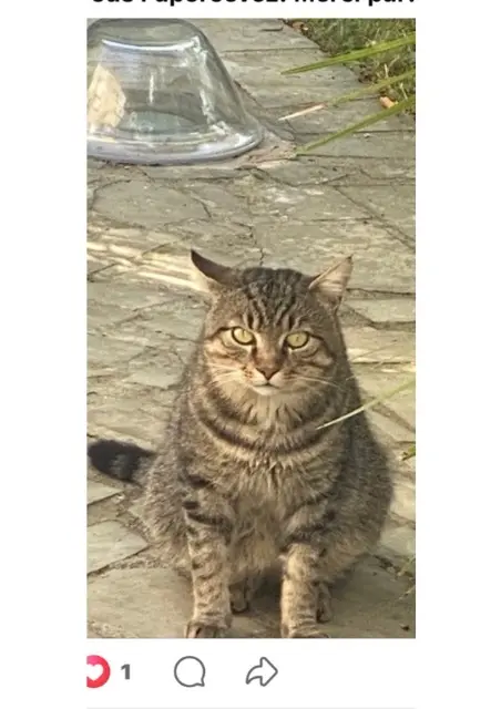 chat reunited   91070 Bondoufle Bonhomme