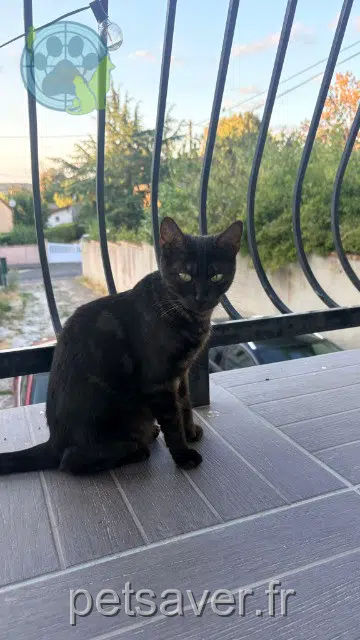 chat reunited 91140 Villebon-sur-Yvette Bonnie