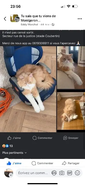 chat reunited   91230 Montgeron Carbo