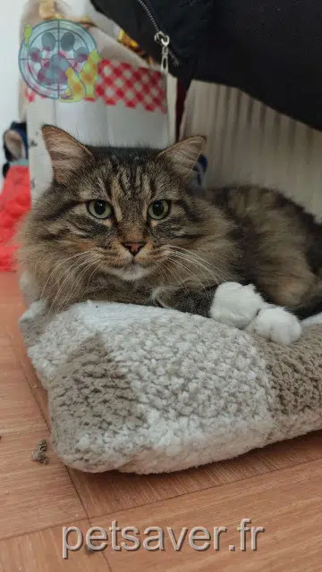 chat reunited 91390 Morsang-sur-Orge Chausette