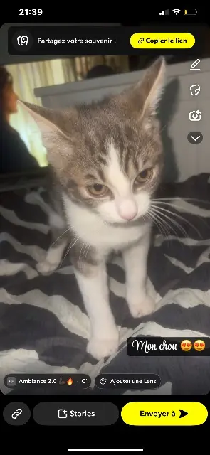 chat reunited   91400 Orsay Dobby