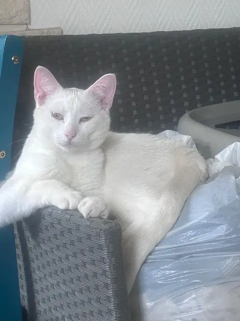 chat reunited   91390 Morsang-sur-Orge Einstein