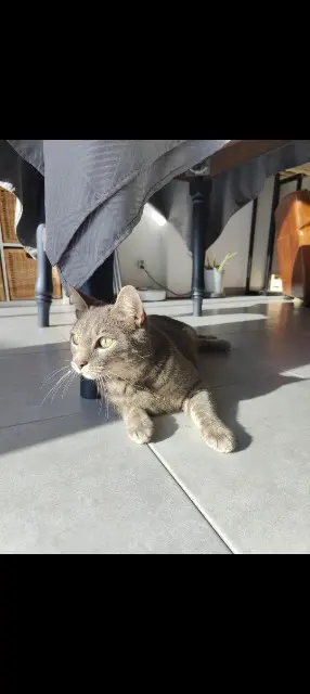 chat reunited   91540 Fontenay-le-Vicomte Fifty