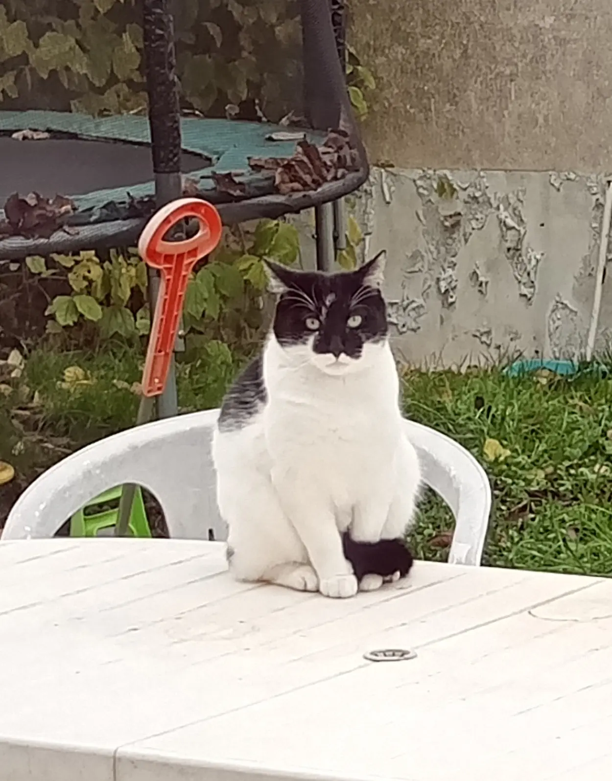 Chat Trouvé 91 Essonne - Filou Chat Trouvé 91 Essonne - Filou
