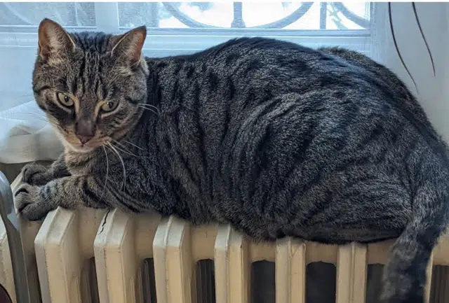 chat reunited   91260 Juvisy-sur-Orge Fukuchan