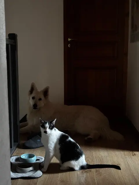chat reunited   91520 Égly Helios