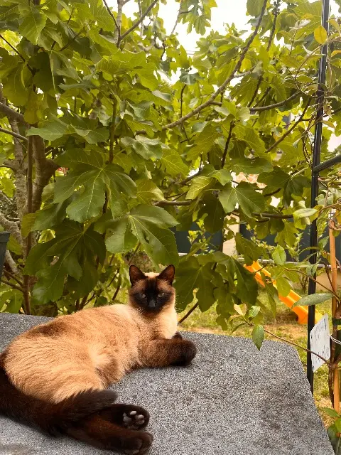 chat reunited   91390 Morsang-sur-Orge Hermes