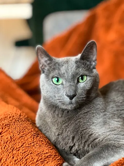 chat reunited   91230 Montgeron Hippolyte