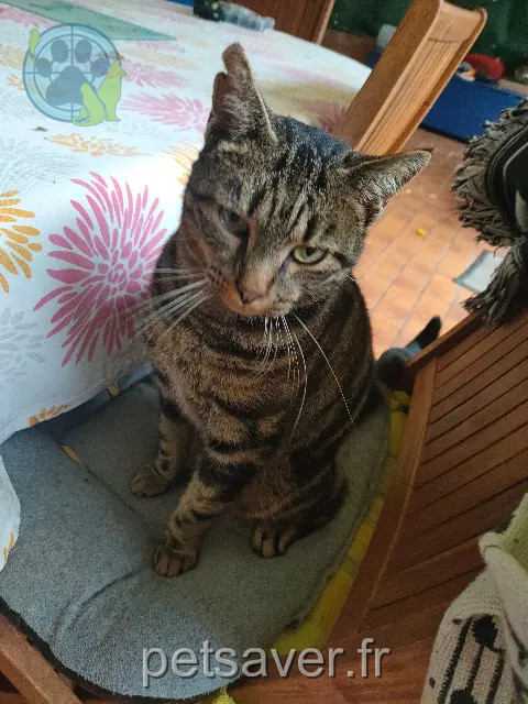 cat reunited   91090 Lisses Inconnu