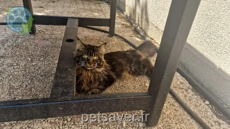 Chat Trouvé 91 Essonne Chat Trouvé 91 Essonne