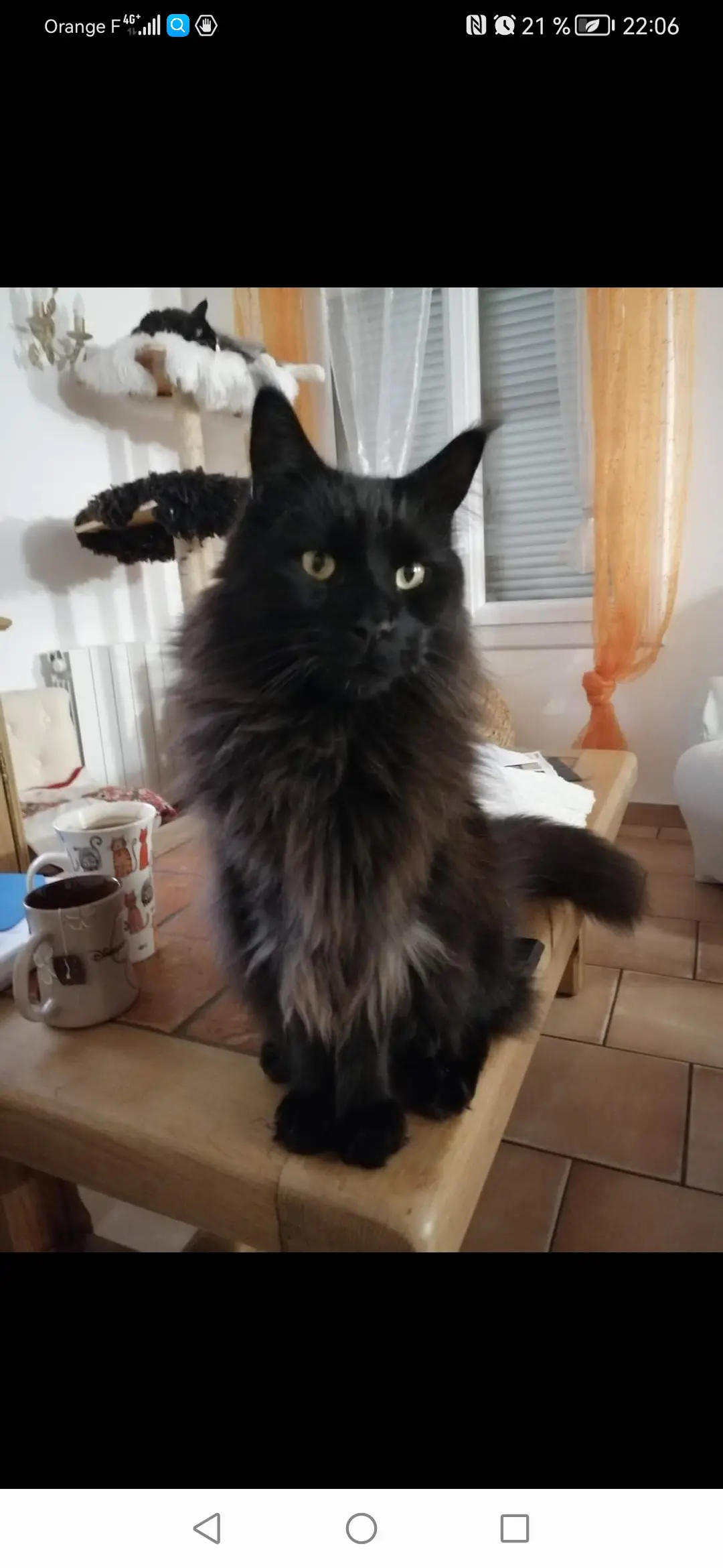 Chat Perdu 91 Essonne Chat Perdu 91 Essonne