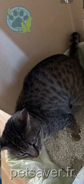 chat reunited 91100 Villabé Lascar