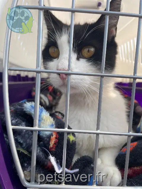 chat reunited 91280 Saint-Pierre-du-Perray Lido