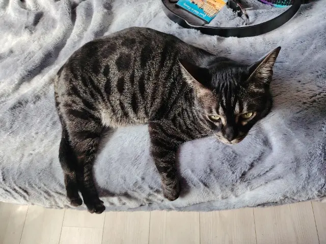 chat reunited   91220 Brétigny-sur-Orge Lucifer