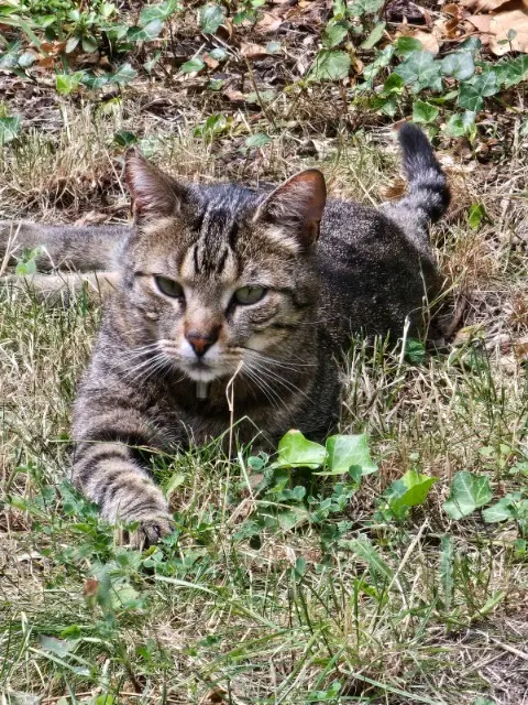 chat reunited   91170 Viry-Châtillon Marou