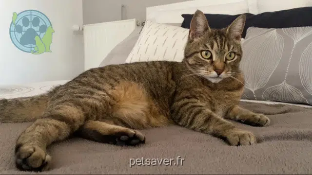 gato reunited 91600 Savigny-sur-Orge Milou