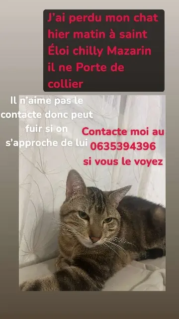 chat reunited   91380 Chilly-Mazarin Minouche