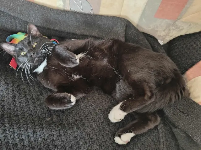 chat reunited    Évry-Courcouronnes Moka