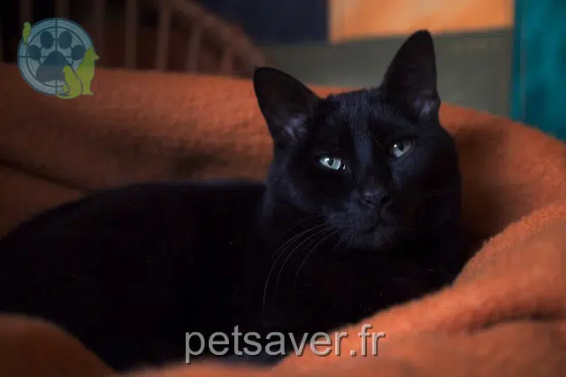 chat reunited   91470 Limours Neko
