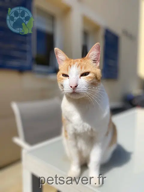 chat reunited   91410 Dourdan Ninou